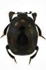 Saprinus semistriatus
